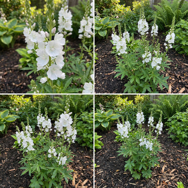 White Checkermallow Flower Seeds Planting Delicate