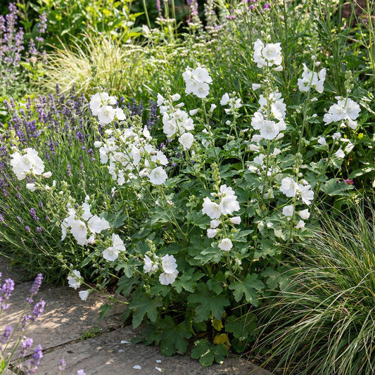 White Checkermallow Flower Seeds Planting Delicate