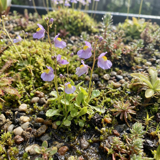 Utricularia Arenaria Plant Seeds for Unique and Exotic Gardening