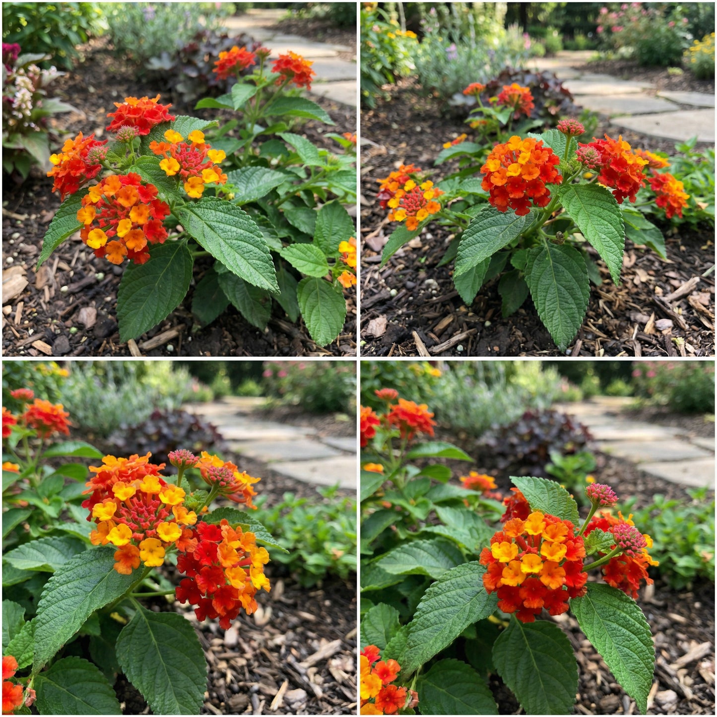 Semi di Fiore di Lantana Rosso Giallo per Piantagione