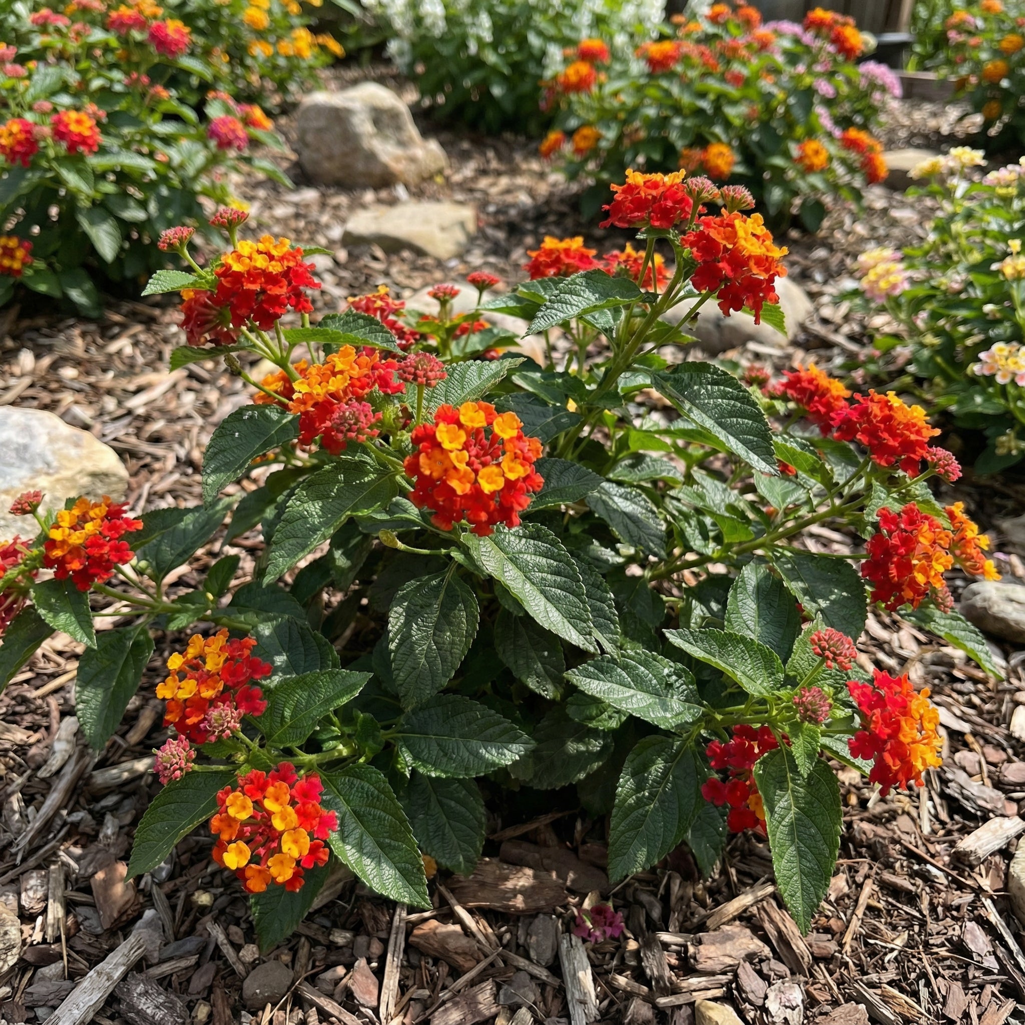 ランタナの種子－赤と黄色の花の種子（植え付け用） – Pure Asia Seeds