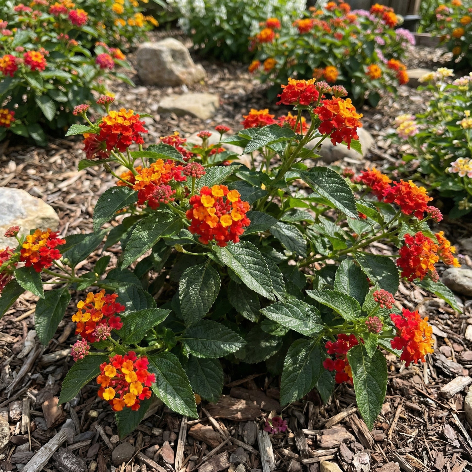 lantana plant seeds Lantana Seeds – Red Yellow Flower Seeds for Planting – Pure Asia Seeds