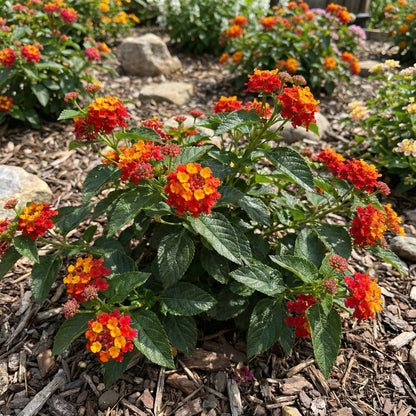 Semi di Fiore di Lantana Rosso Giallo per Piantagione