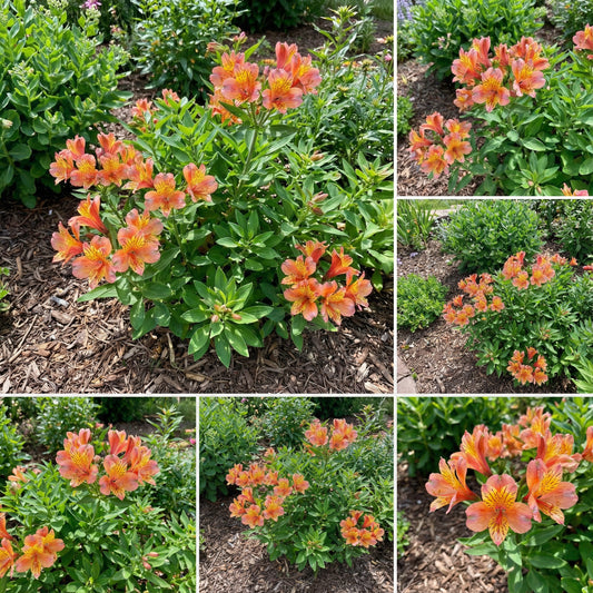 Alstroemeria Flower Seeds, Planting Guide for Peruvian Lily