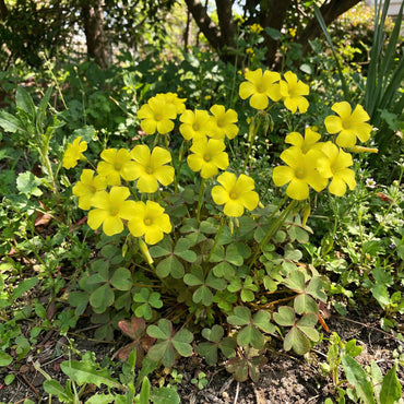 Yellow Bermuda Buttercup Flower Seeds Planting