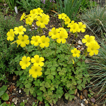 Yellow Bermuda Buttercup Flower Seeds Planting