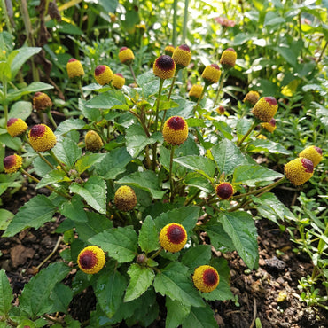 Yellow Red Spilanthes Acmella Plant for Vibrant Garden Growth - Seed for Stunning Blooms