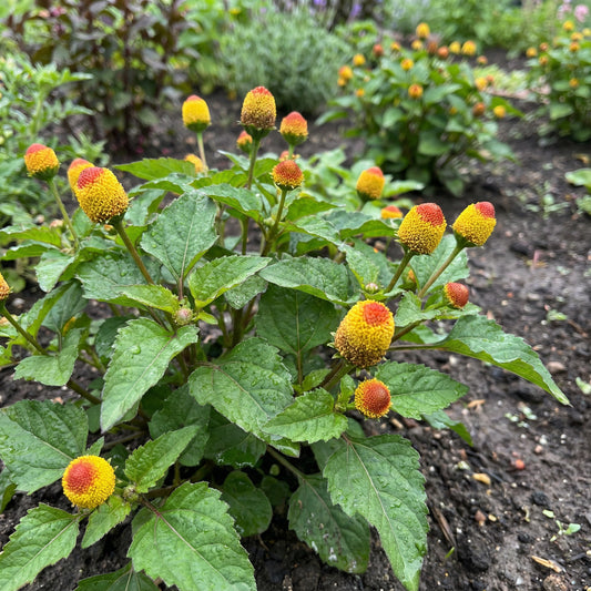 Yellow Red Spilanthes Acmella Plant for Vibrant Garden Growth - Seed for Stunning Blooms