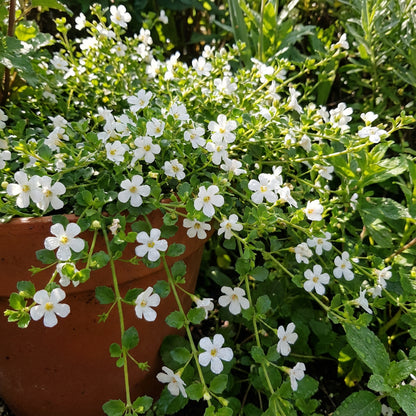 Planting White Bacopa Utopia Flower Seeds