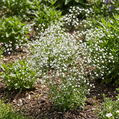 Graines délicates de Gypsophile pour plantation