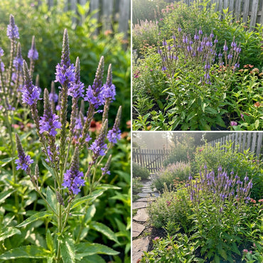 Blue Vervain Seeds Planting Guide