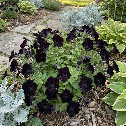 Semillas de Flor de Petunia Terciopelo Negro para Plantar