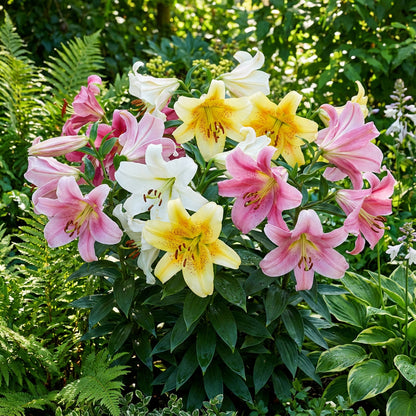 Bright Big Lilly Mixed Blooms Flower Seeds for Planting