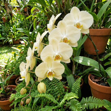 Cream Phalaenopsis Orchid Flower seeds for Planting - Bright Blooms, Heirloom & GMO Free Seeds for Home Garden