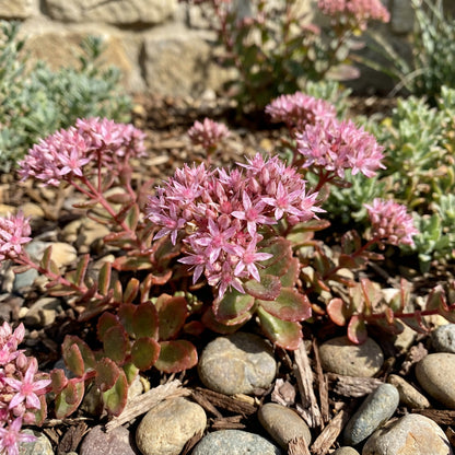 Pink Sedum Stolon Flower seeds for Planting - Garden Favorite, Heirloom & GMO Free Seeds for Home Garden