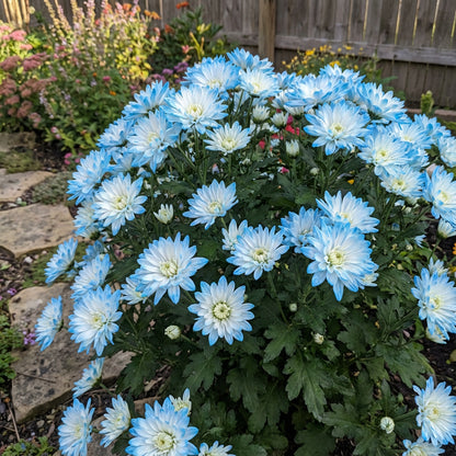 Sky Blue & White Chrysanthemum Flower seeds for Planting Cottage Garden Essential Heirloom & GMO Free Seeds for Home Garden 
 
 Sale