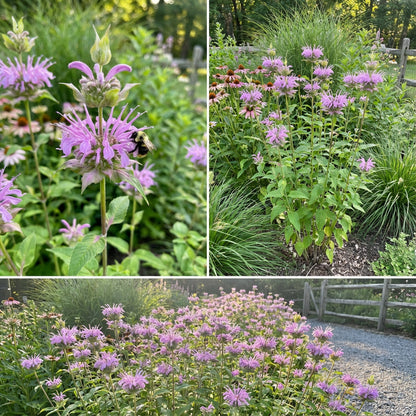 Lavender Beebalm Flower seeds for Planting - Hardy Variety, Heirloom & GMO Free Seeds for Home Garden