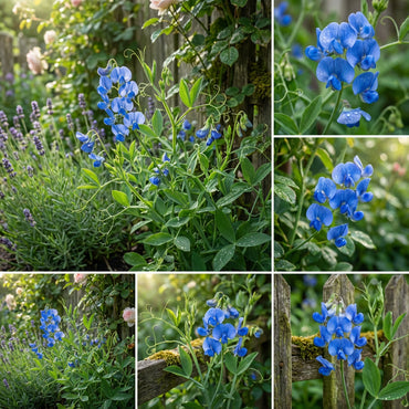 Blue Lathyrus Sativus Flower Seeds for Easy Planting