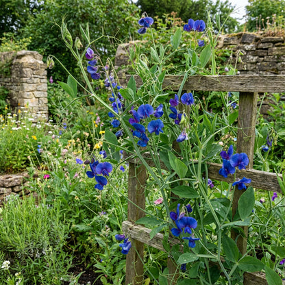 Blue Lathyrus Sativus Flower Seeds for Easy Planting