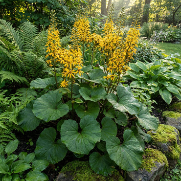 Yellow Ligularia Plant Seeds Planting Hardy