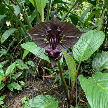 Black Tacca Chanteri Seeds - Exotic Planting Seeds