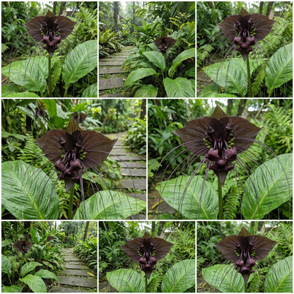 Black Tacca Chanteri Seeds - Exotic Planting Seeds