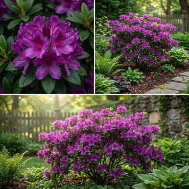 Purple Azalea Flower Seeds for Vibrant Planting