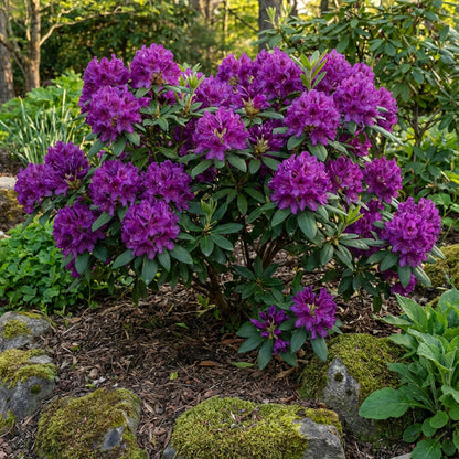 Purple Azalea Flower Seeds for Vibrant Planting