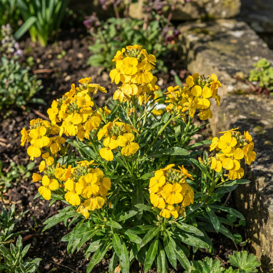 Yellow Wallflower Flower Seeds Planting Hardy