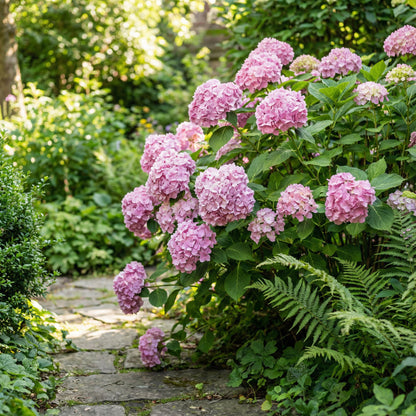 low maintenance flower seeds Pink Hydrangea Flower seeds for Planting - Low Mai