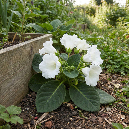 Affordable White Gloxinia Seeds for Planting  Perfect for Bonsai and Balcony Gardens