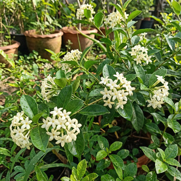 White Cryptolepis Flower Seeds for planting