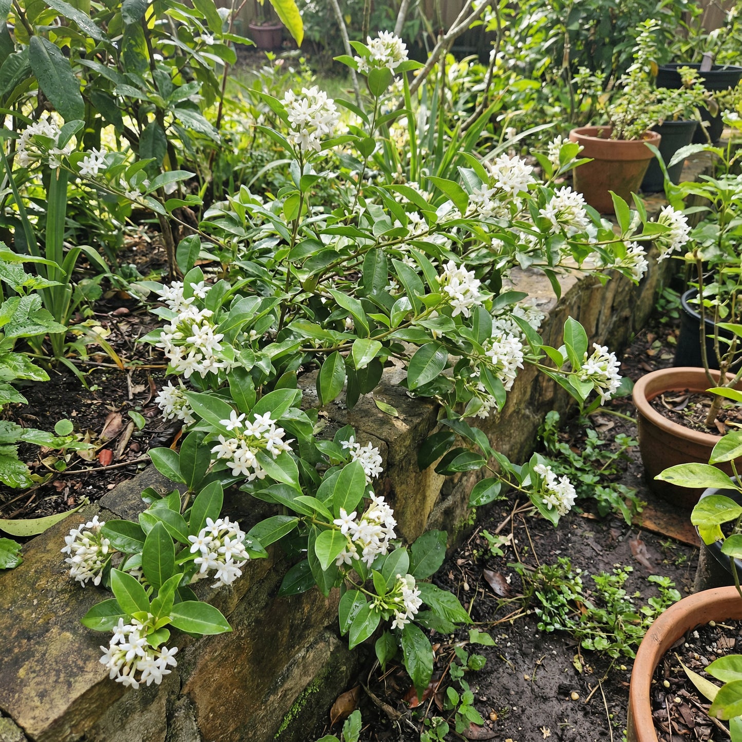 White Cryptolepis Flower Seeds for planting