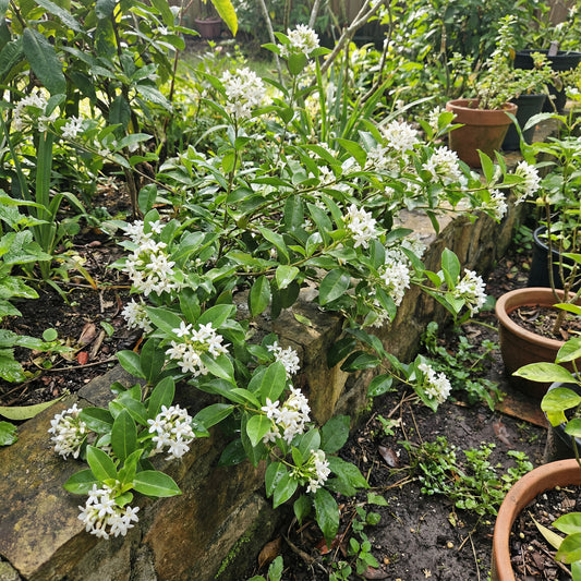 White Cryptolepis Flower Seeds for planting