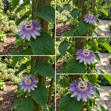 Riesengranadilla Flower Seeds for Planting: Grow Your Own Exotic Passion Fruit Plants!