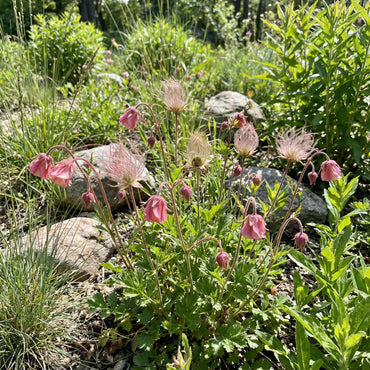 Triflorum Flower Seeds for Easy and Beautiful Garden Planting