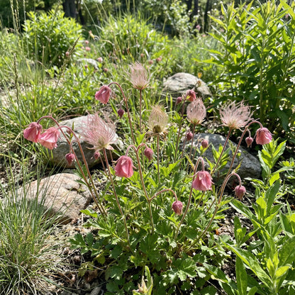 Triflorum Flower Seeds for Easy and Beautiful Garden Planting