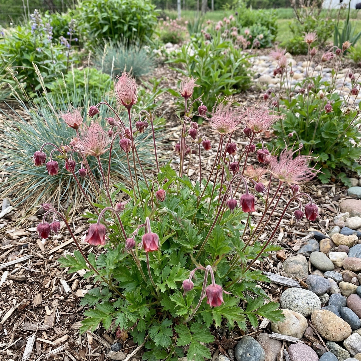 Triflorum Flower Seeds for Easy and Beautiful Garden Planting