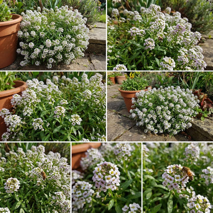 Alyssum Lobularia Flower Seeds for Planting