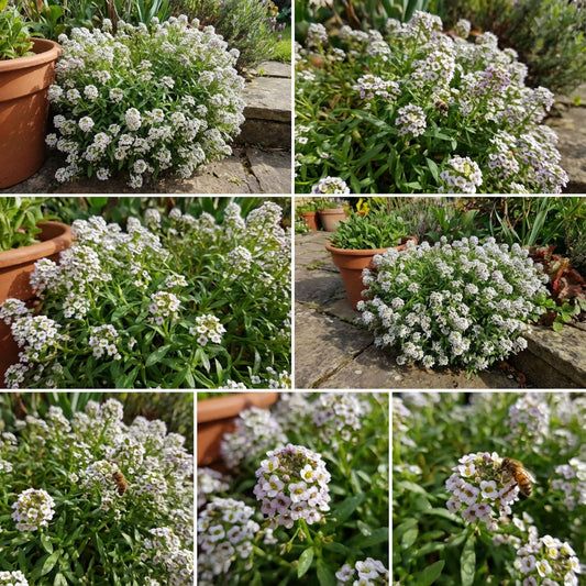 Alyssum Lobularia Flower Seeds for Planting