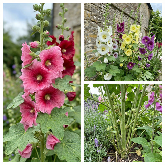 Alcea Rosea Seeds for Garden Planting