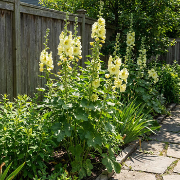 Yellow Hollyhock Flower Seeds for Planting  Seeds for Beautiful and Vibrant Blooms