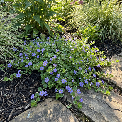 Bacopa Blutopia Flower Seeds for Planting