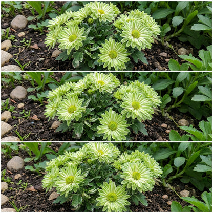 Green and White Chrysanthemum Flower Seeds for Planting