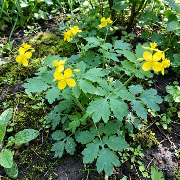 Yellow Chelidonium Majus Planting Seeds  Perennial Flowers for Spring & Fall