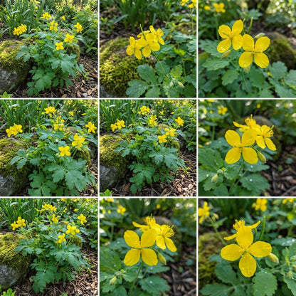 Yellow Chelidonium Majus Planting Seeds  Perennial Flowers for Spring & Fall