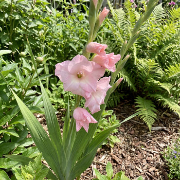 Baby Pink Gladiolus Seeds for Easy Planting