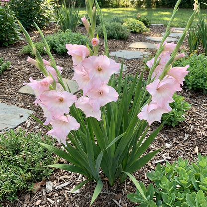 planting gladiolus seeds Buy Baby Pink Gladiolus Seeds for Easy Planting – Pure Asia Seeds