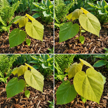 Yellow Balsa Tree Seeds for planting
