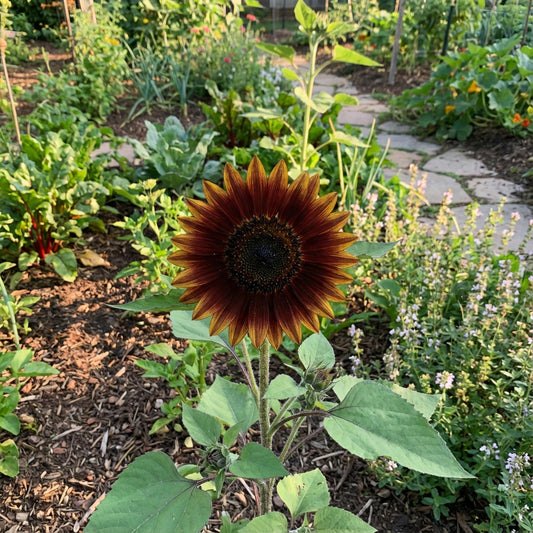 Brown Sunflower Seeds for Planting